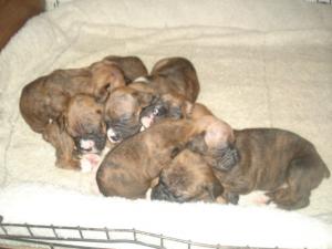 BeautifulChampionBoxerPuppies